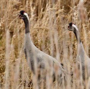 Common Crane