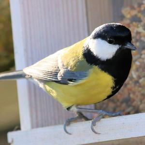 Great Tit