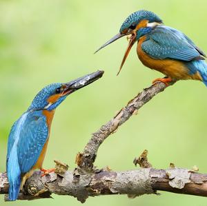 Common Kingfisher