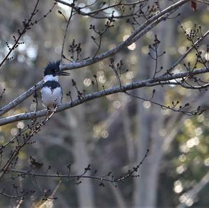 Belted Kingfisher