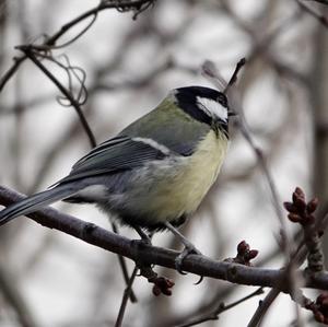 Great Tit