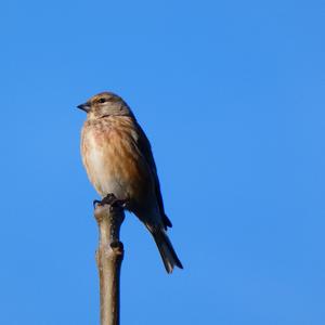 Eurasian Linnet