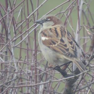 House Sparrow