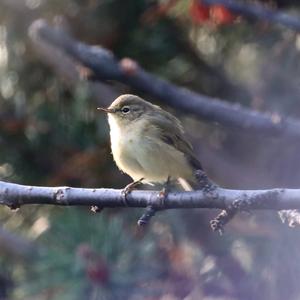 Common Chiffchaff