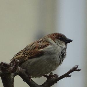 House Sparrow