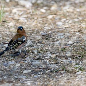 Eurasian Chaffinch