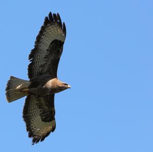 Mäusebussard