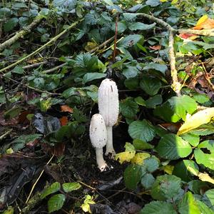 Shaggy Mane