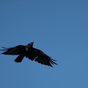 Carrion Crow