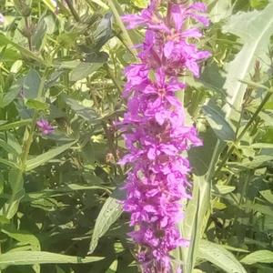 Purple Loosestrife