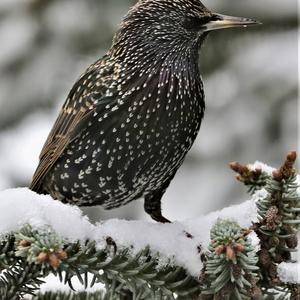 Common Starling