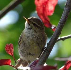 Common Chiffchaff