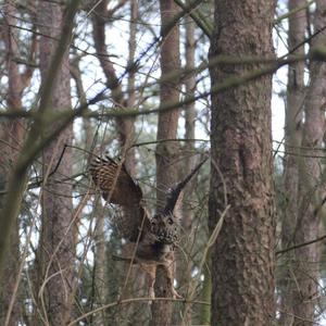 Eurasian Eagle-owl