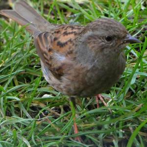 Hedge Accentor