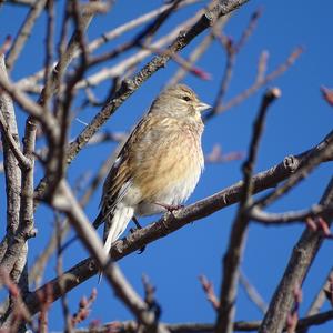 Eurasian Linnet