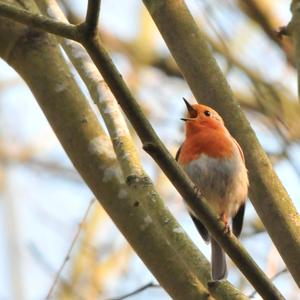 European Robin