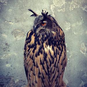 Eurasian Eagle-owl