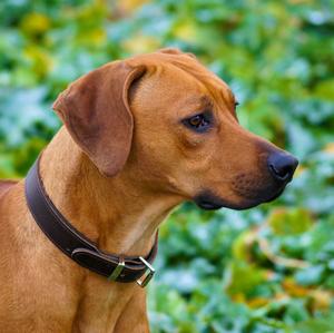 Rhodesian Ridgeback