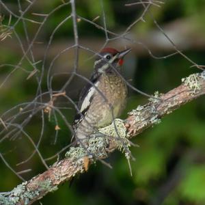 Yellow-bellied Sapsucker