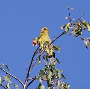 European Greenfinch