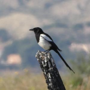 Black-billed Magpie