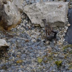 House Sparrow