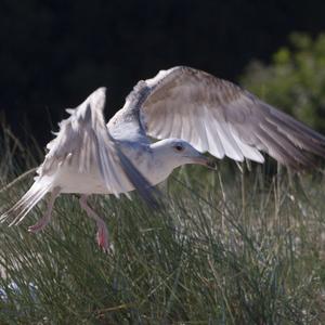 Herring Gull