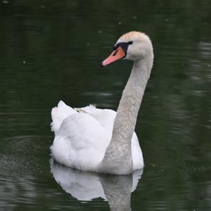 Mute Swan