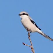 Great Grey Shrike