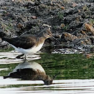 Green Sandpiper