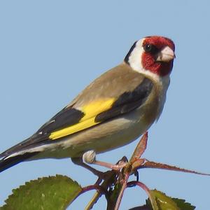 European Goldfinch