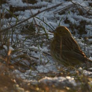 Yellowhammer