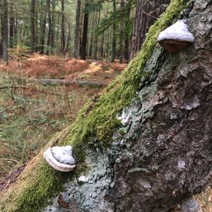 Tinder Polypore