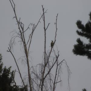 Eurasian Green Woodpecker