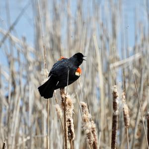 Red-winged Blackbird