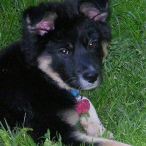 Unknown Breed