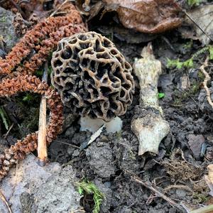 Yellow Morel