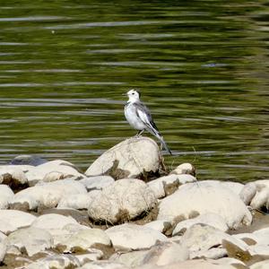 White Wagtail