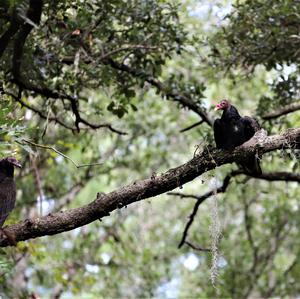 Turkey Vulture