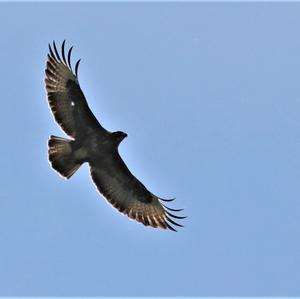 Common Buzzard