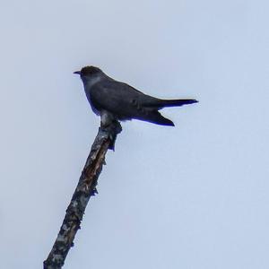 Common Cuckoo