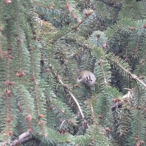 Goldcrest