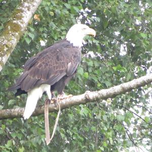 Weißkopfseeadler