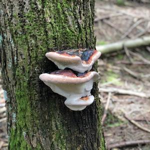 Red-belted Polypore