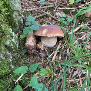 King Bolete