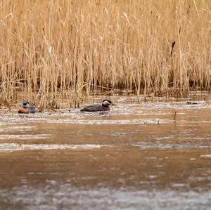 Red-necked Grebe