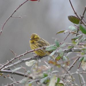 Yellowhammer