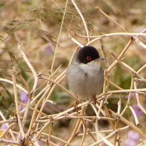 Sardinian Warbler