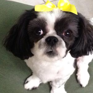 Shih Tzu