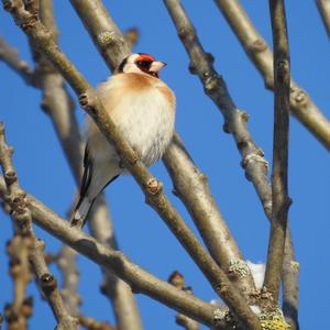 European Goldfinch